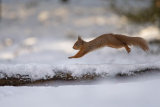 Red Squirrel