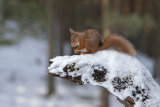 Red Squirrel