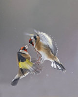 GOLDFINCHES JANUARY 2017