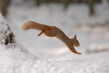 Red Squirrel