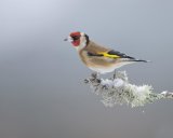 GOLDFINCH JANUARY 2017