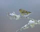 SISKIN JANUARY 2017