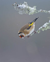 GOLDFINCH JANUARY 2017