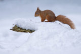 Red Squirrel