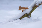 Red Squirrel