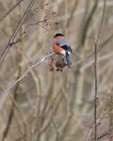 BULLFINCH DECEMBER 2015