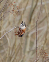 BULLFINCH DECEMBER 2015