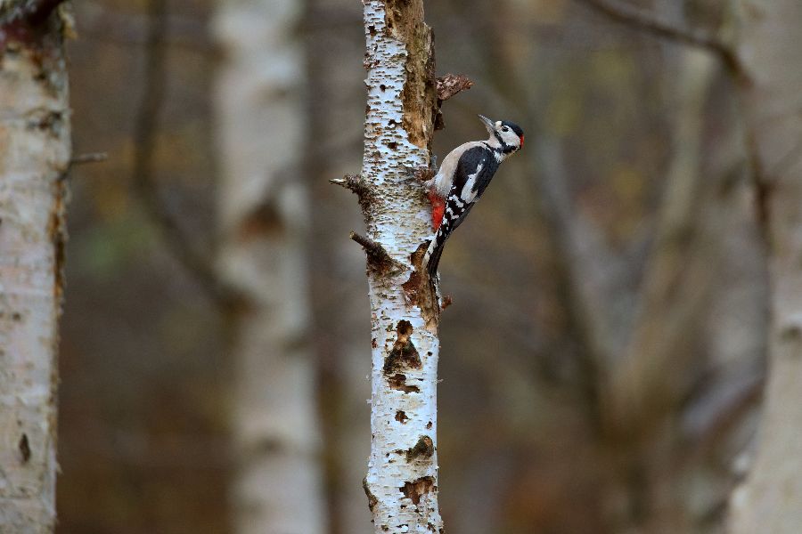 GREATER SPOTTED WOODPECKER OCTOBER 2017