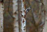 GREATER SPOTTED WOODPECKER OCTOBER 2017
