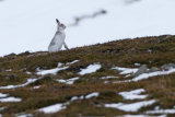 Mountain Hare