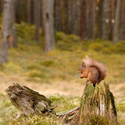 RED SQUIRREL FEBRUARY 2020