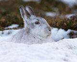 Mountain Hare