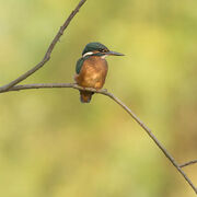 KINGFISHER SEPTEMBER 2020