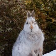 MOUNTAIN HARE FEBRUARY 2020