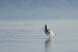 BAR TAILED GODWIT DECEMBER 2018