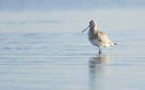 BAR TAILED GODWIT FEBRUARY 2017