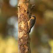 NUTHATCH SEPTEMBER 2021