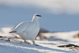 Male Ptarmigan