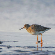 REDSHANK DECEMBER 2018