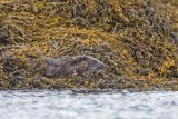 Otter M