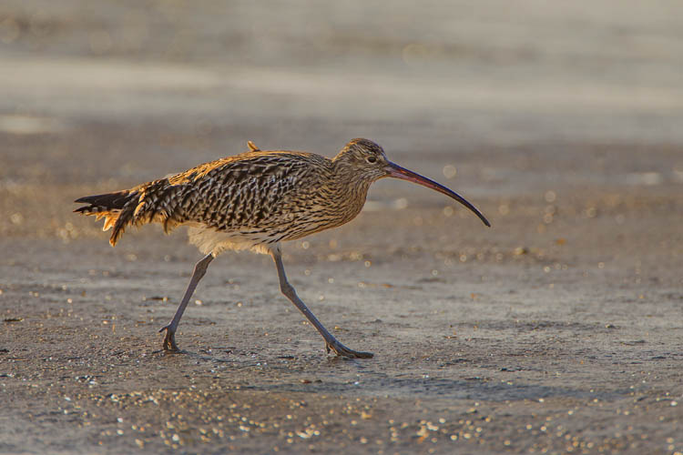 CURLEW FEBRUARY 2017