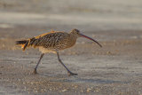 CURLEW FEBRUARY 2017