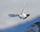 Ptarmigan