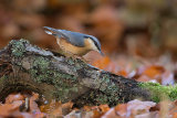 NUTHATCH DECEMBER 2017
