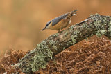 NUTHATCH DECEMBER 2017