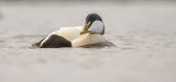 EIDER DECEMBER 2018