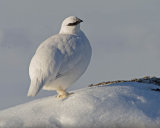 Ptarmigan