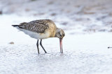 BAR TAILED GODWIT DECEMBER 2018