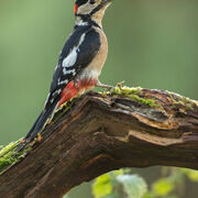 G.S. WOODPECKER 2020