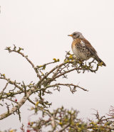 FIELDFARE JANUARY 2018