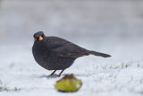 BLACKBIRD DECEMBER 2017
