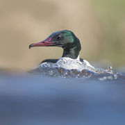 GOOSANDER APRIL 2019
