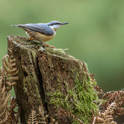 NUTHATCH OCTOBER 2018
