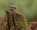 NUTHATCH OCTOBER 2018