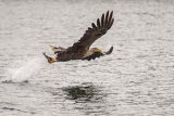 White Tailed Sea