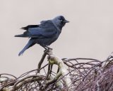 JACKDAW MARCH 2017