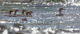 GOOSANDERS JULY 2016