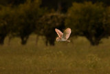Barn Owl