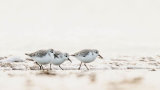 SANDERLING FEBRUARY 2018