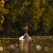 GOOSANDER MAY 2019