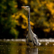 HERON MAY 2019