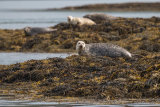 COMMON SEAL JUNE 2018