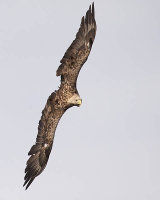 WHITE TAILED EAGLE JUNE 2018