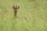 ROEBUCK JULY 2016