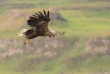 WHITE TAILED EAGLE JUNE 2018