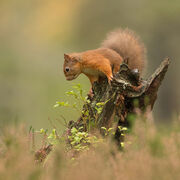 RED SQUIRREL OCTOBER 2020